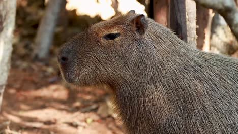 capybara observed in natural habitat at zoo