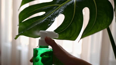watering a monstera leaf