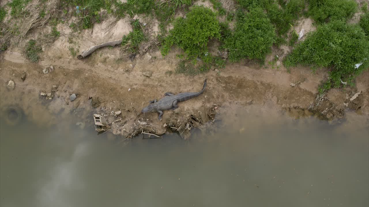 vista a vista de pájaro de un cocodrilo en el terraplén de la bahía de búfalos cerca del centro de houston, texas
