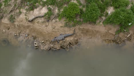 vista a vista de pájaro de un cocodrilo en el terraplén de la bahía de búfalos cerca del centro de houston, texas