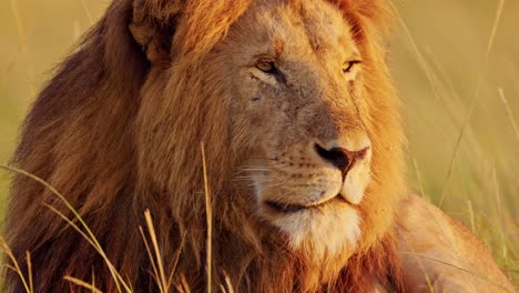 Male-Lion-Africa-Wildlife-Safari-Animal-Close-Up-Big-Mane-Face-Portrait-in-Masai-Mara-National-Reserve-in-Kenya,-Detail-of-Eyes-in-Maasai-Mara,-Beautiful-Morning-Sun-Light-Sunlight-at-Sunrise