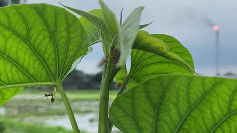 Hand-held-shot-of-ants-walking-across-the-stems-of-a-green-plant-in-Sylhet