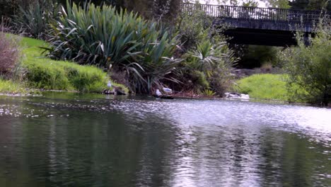 pequeña reunión de pájaros jugando junto a un río