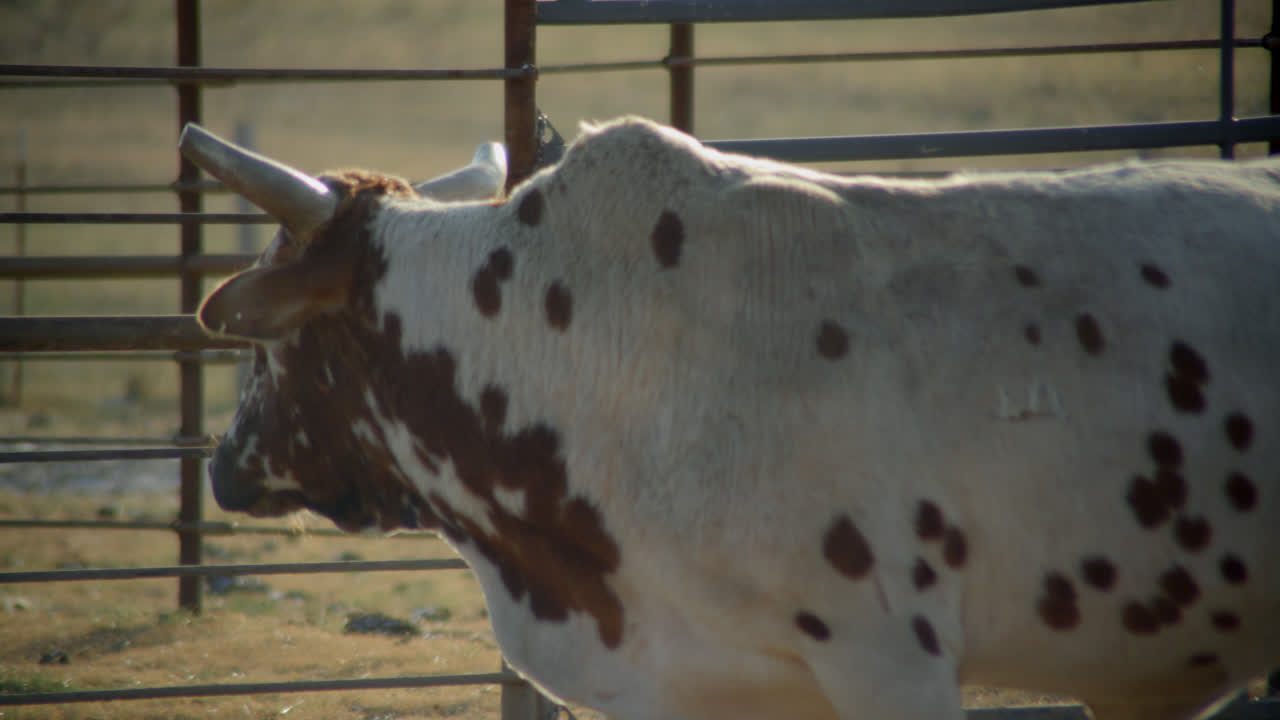 Toro marrone maculato cammina attraverso un recinto in una fattoria rurale nella campagna del Texas