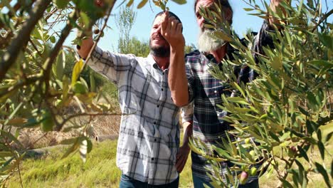amigos examinando las aceitunas en la planta 4k