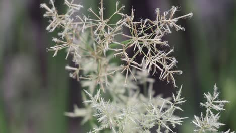 Tropische-Weiße-Blume