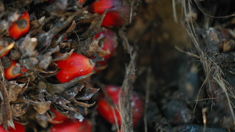close-up of oil palm fruits