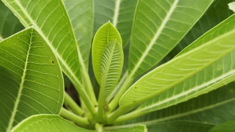 camera spinning around vibrant close-up of lush green foliage of plumeria plant prominently featured at the center, surrounded by older, broader leaves displaying distinct vein patterns
