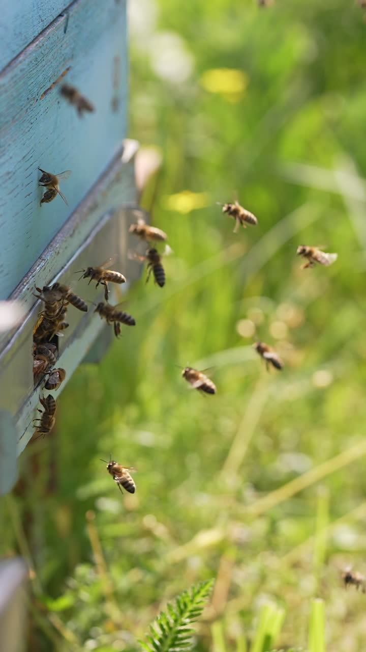 Swarm of honey bees flying in apiary. Bees flying around the honeycomb