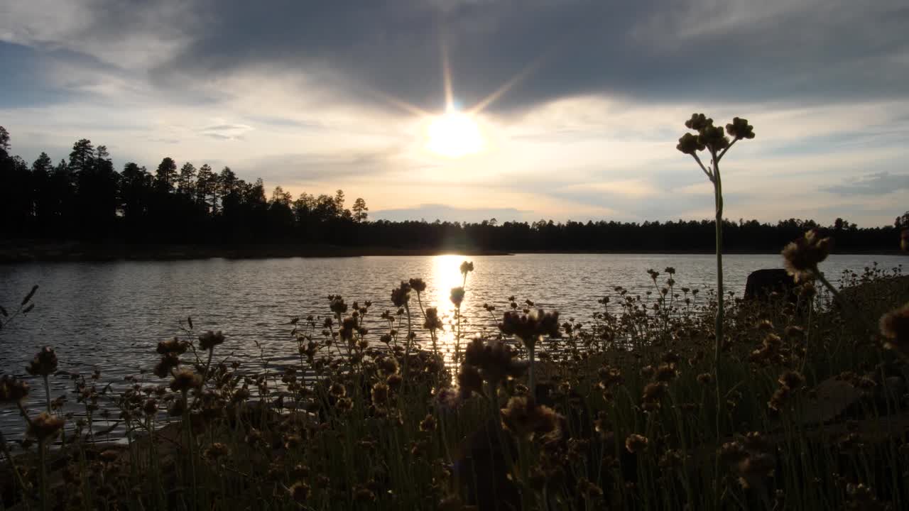 해가 지는 동안 하루의 마지막 빛을 잡는 꽃