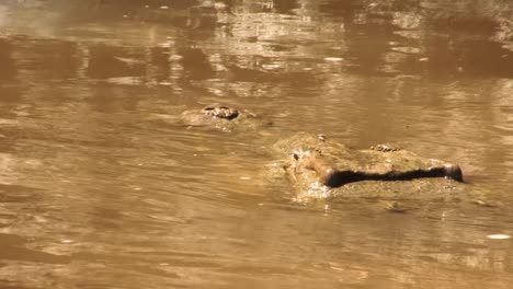 Kopf-Eines-Großen-Krokodils,-Das-Aus-Den-Trüben-Gewässern-Des-Flusses-Tarcoles-In-Costa-Rica-Auftaucht