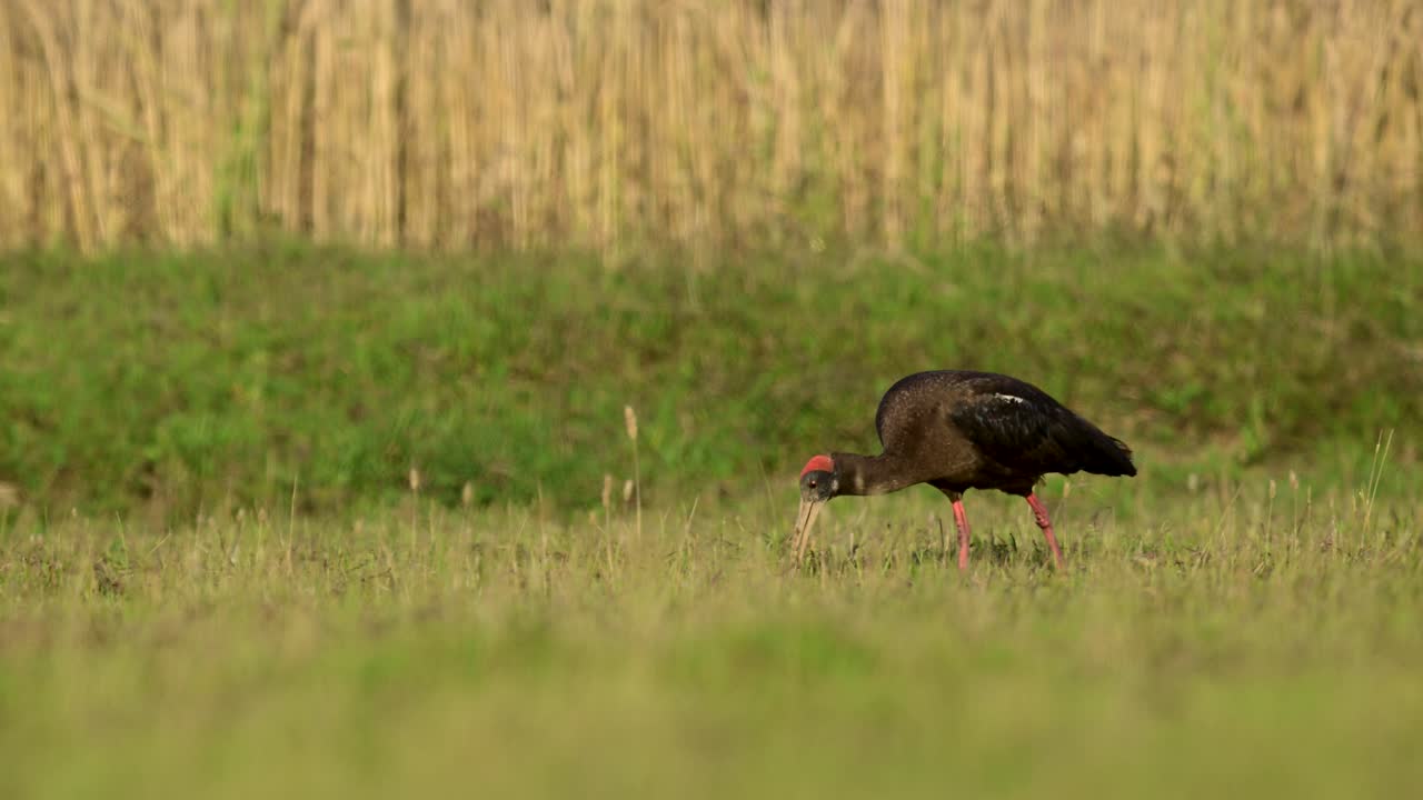 Una tranquilla scena naturale con l'Ibis dal collo rosso a livello degli occhi, che evidenzia il contrasto tra l'uccello e l'erba verde vibrante.
