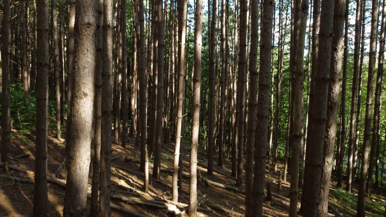 drone volando lentamente a través de los troncos de los árboles del bosque durante el día de primavera verano