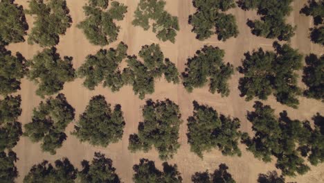 Slow-high-angle-view-of-field-of-olive-trees