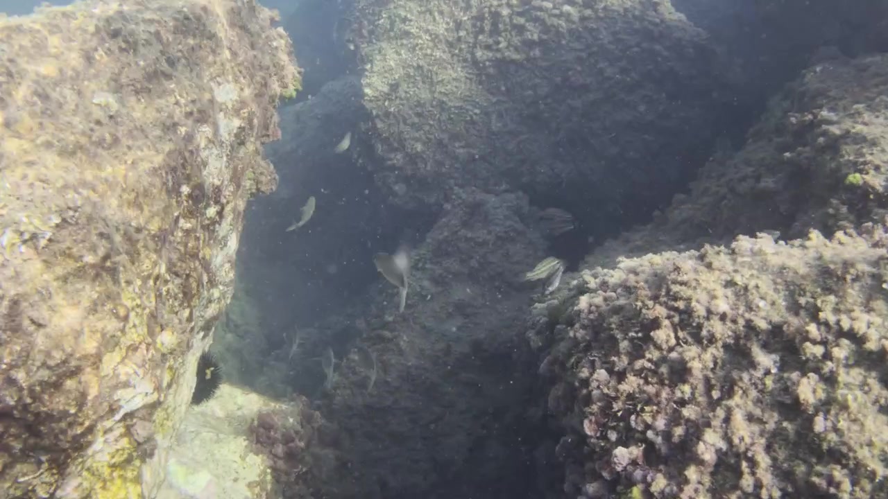 Clear ocean water flowing over algae covered rocks, creating a natural underwater scene with visible sunbeams