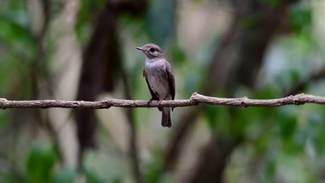 El-Papamoscas-Marrón-Asiático-Es-Un-Pequeño-Pájaro-Paseriforme-Que-Se-Reproduce-En-Japón,-Himalaya-Y-Siberia