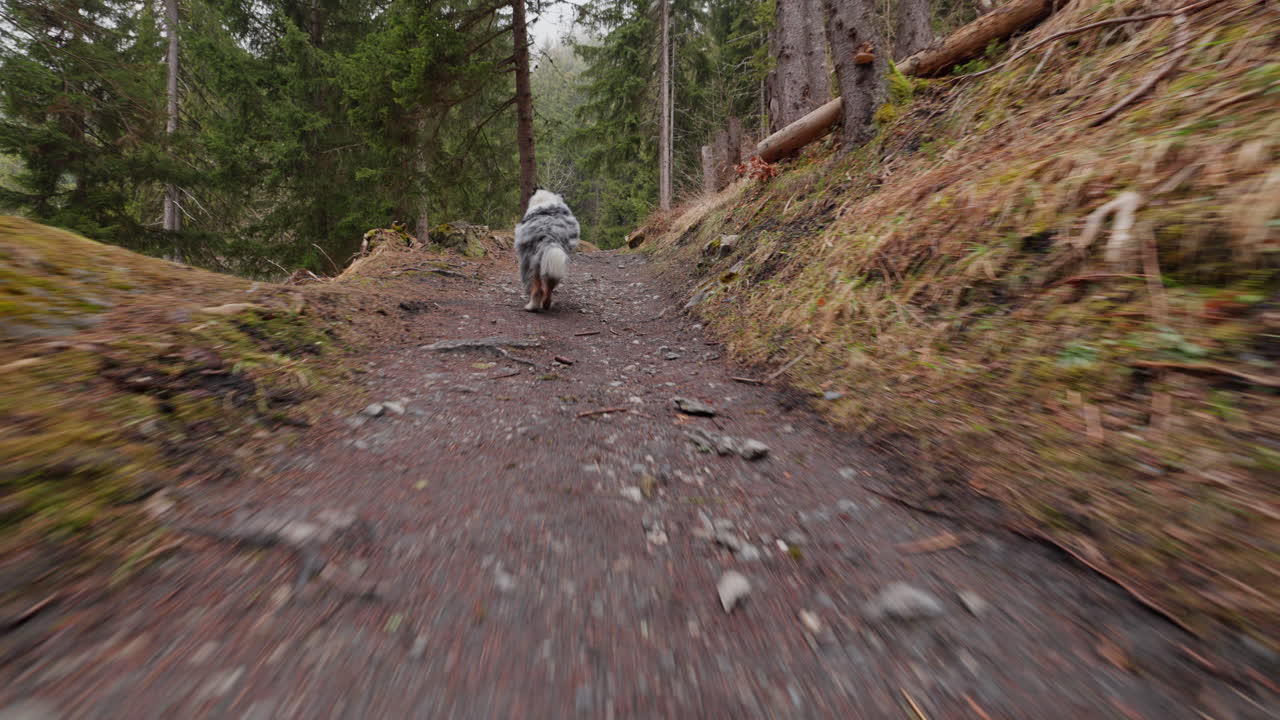 Australian Shepherd exploring a lush mountain forest, walking through trees and sunlight, capturing the spirit of adventure and nature.