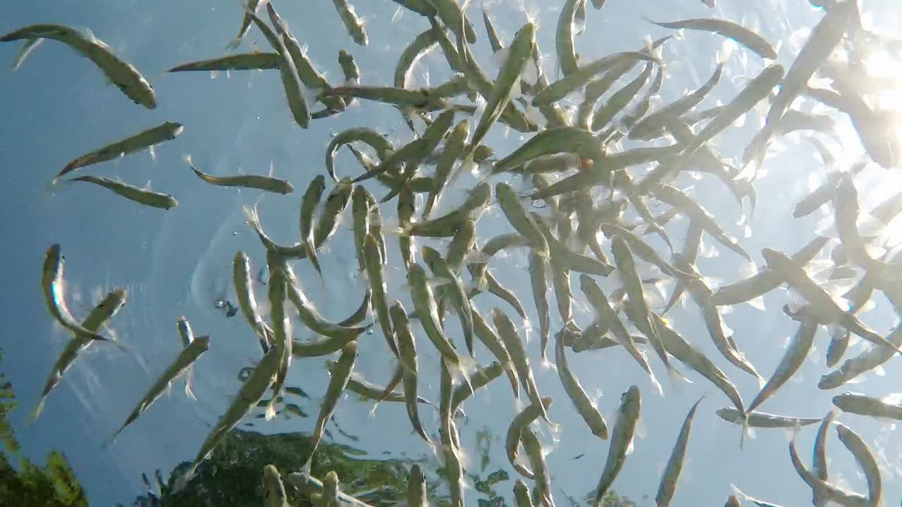 매우 맑고 투명한 얕은 물에서 헤엄치는 물고기
