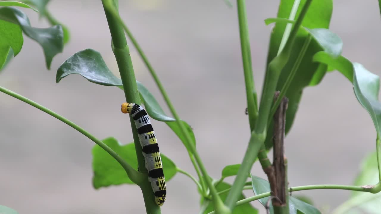 Footage of a moth caterpillar crawling around a plant; footage 2-3.