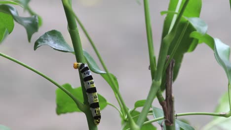 footage of a moth caterpillar crawling around a plant; footage 2-3.