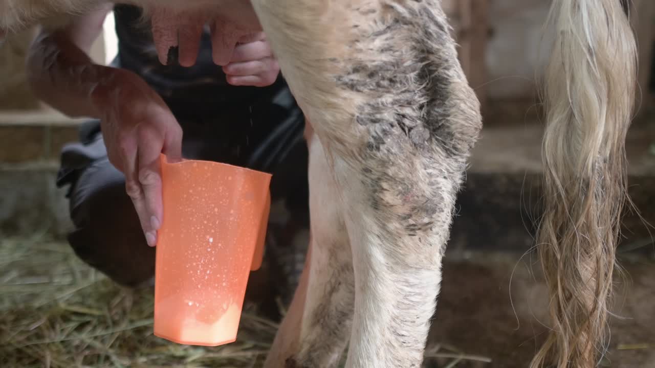 Handsome mature farmer manually milking a cow on his own farm. Animal husbandry is a traditional branch of agriculture.