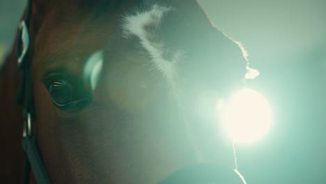 brown horse head illuminated by light behind causing beautiful lens flare
