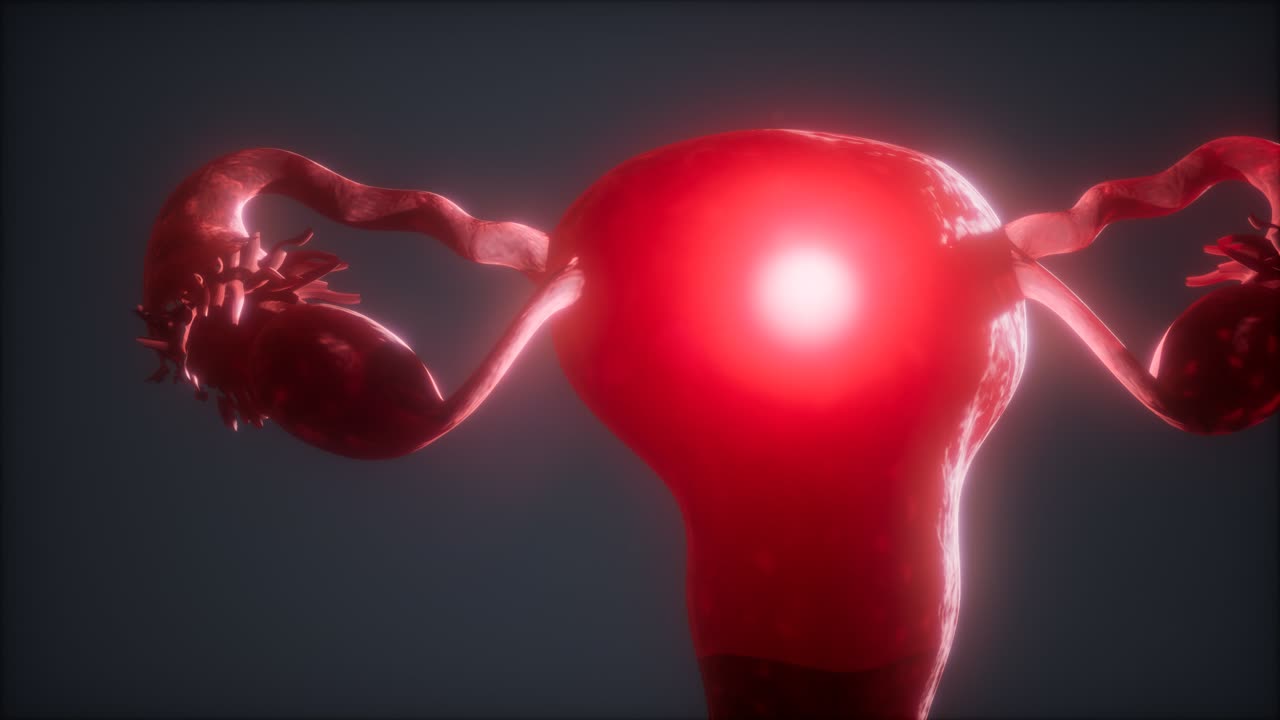 anatomía del sistema reproductivo femenino