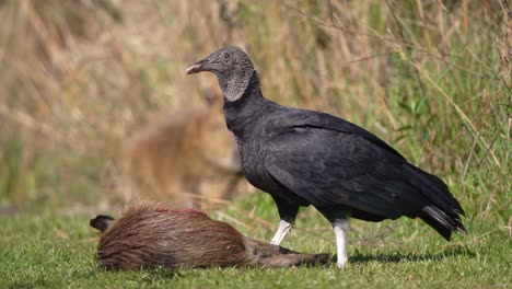 black vulture feeding on the carcass of a dead capybara. - closeup shot
