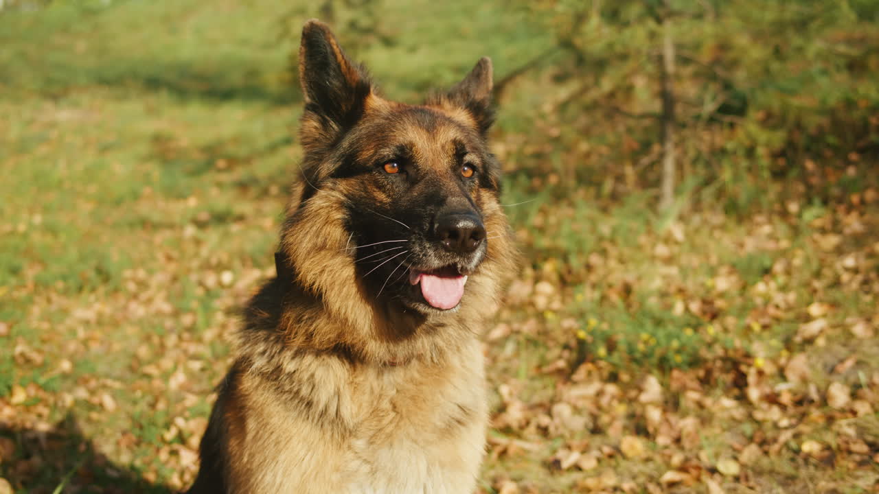 German Shepherd in Autumn Leaves