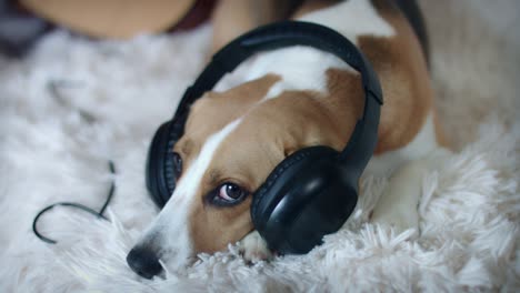 4k pet beagle dog posing on couch with headphones