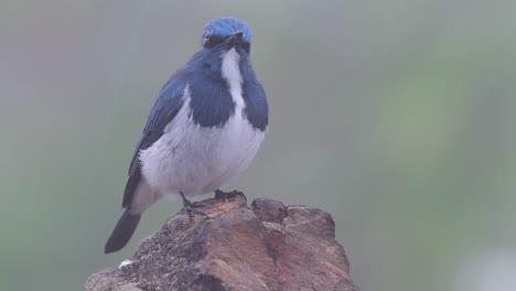 el papamoscas ultramarino, también conocido como el papamoscas azul de ceja blanca, un migrante de invierno a tailandia, es muy amigable con la gente