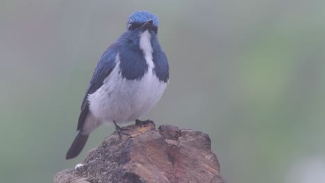 the ultramarine flycatcher, also known as the white-browed blue flycatcher, a winter migrant to thailand, is very friendy to people