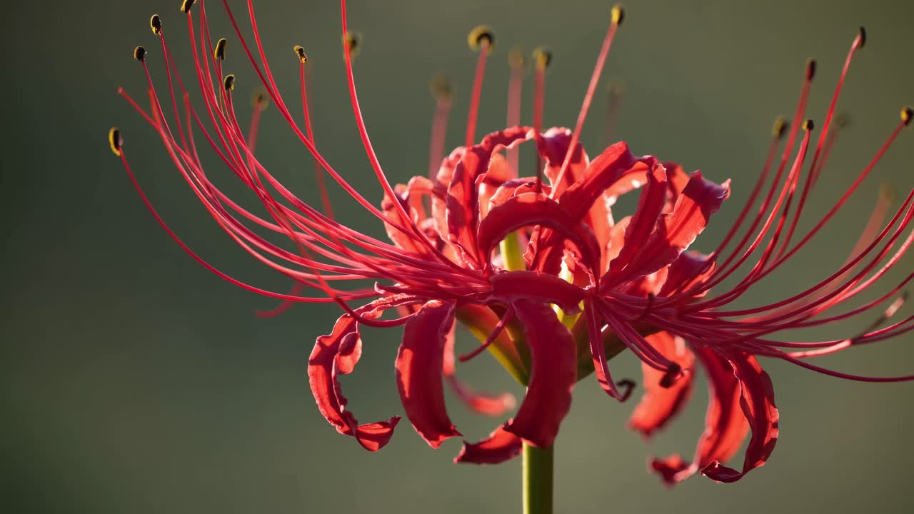 Close-up of a vibrant red spider lily in soft focus, captured from a low angle