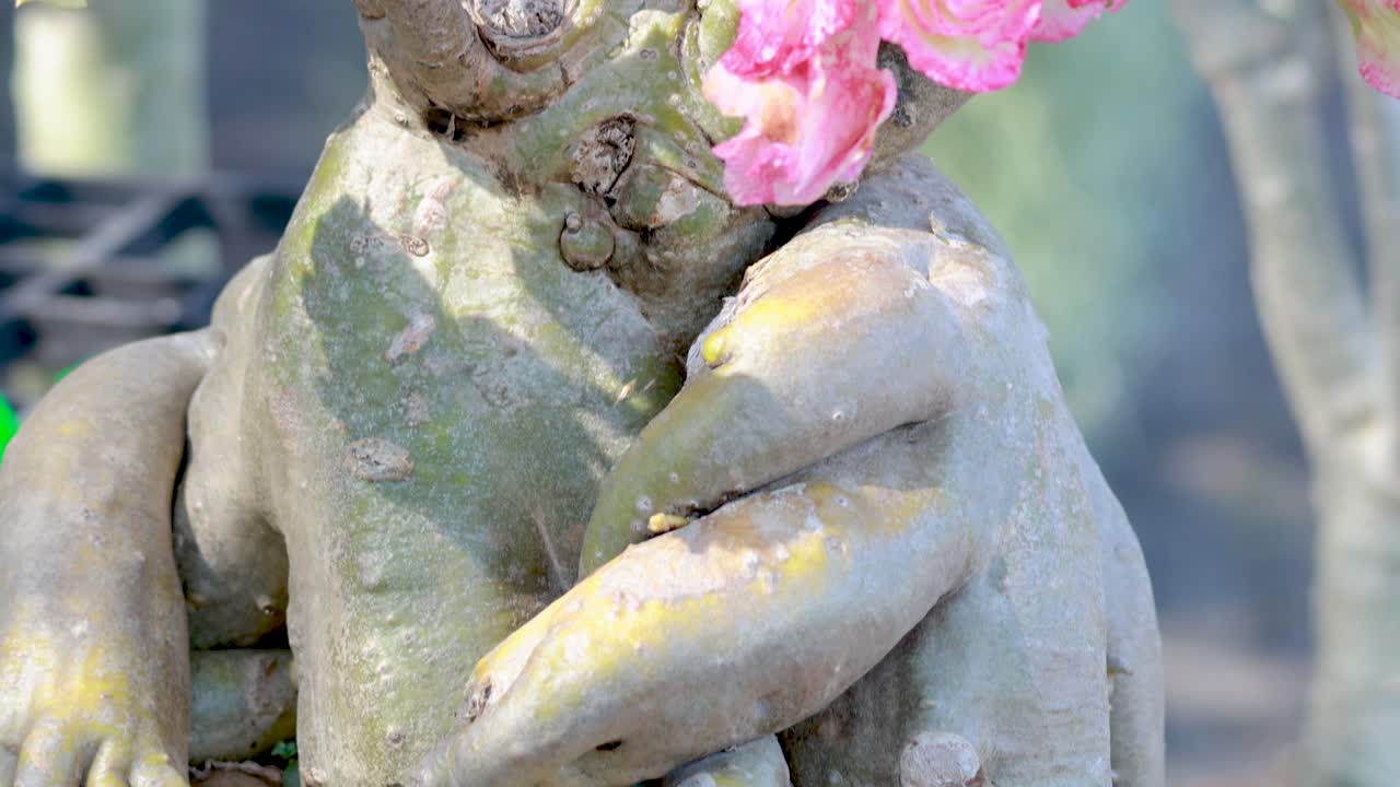 A time-lapse captures a Desert Rose blooming, showcasing vibrant pink flowers against a natural garden backdrop