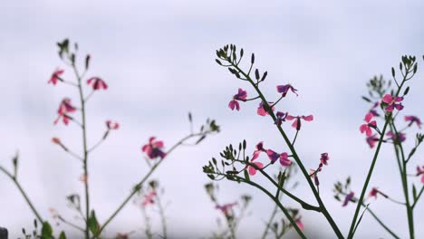 lunaria pink wildflowers in spring, closeup of plant on coast