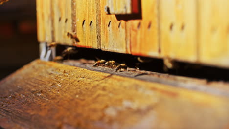 red bee sits at hive entrance