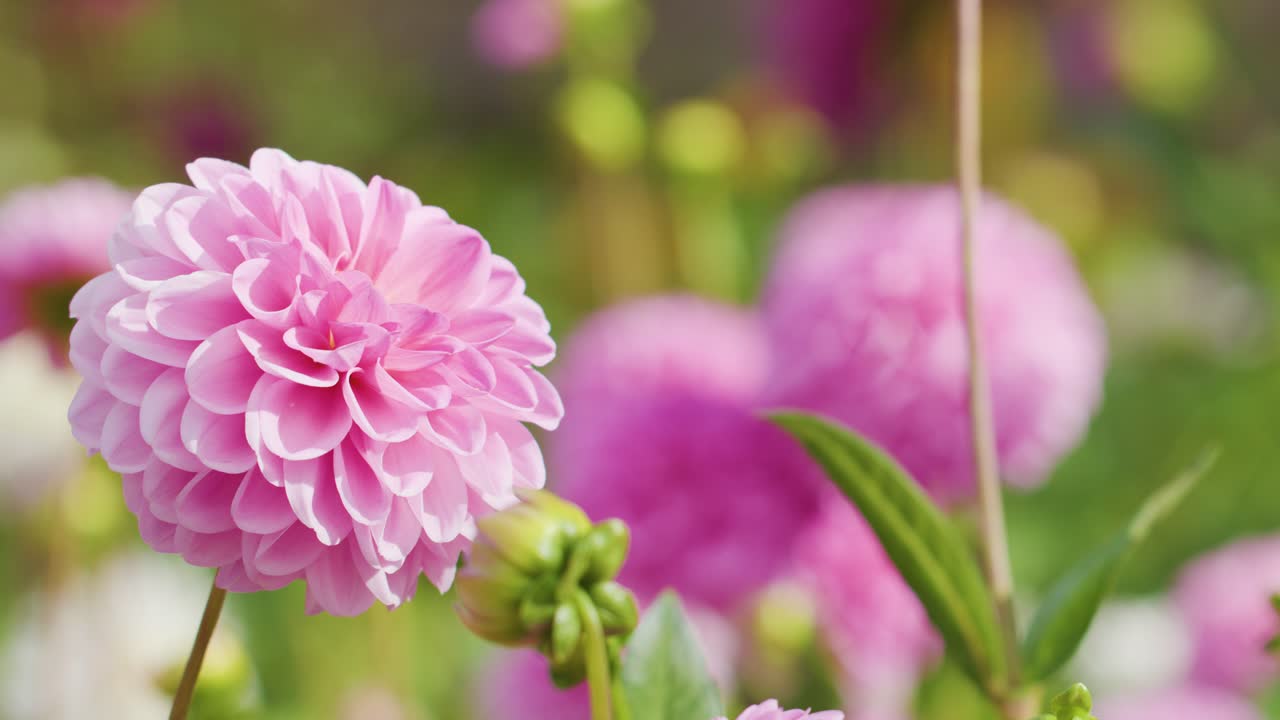 Un fiore di dalia rosa ondeggia delicatamente alla luce del giorno, circondato da fiori sfocati e fogliame verde