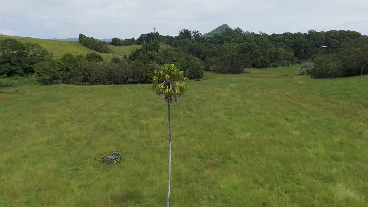 un avión no tripulado captura una palma solitaria en un paisaje rural.