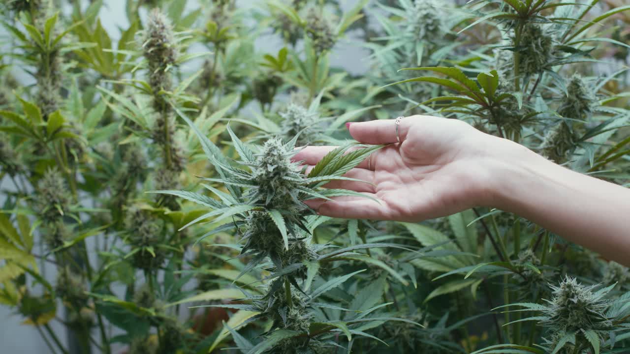 Woman inspecting cannabis plant