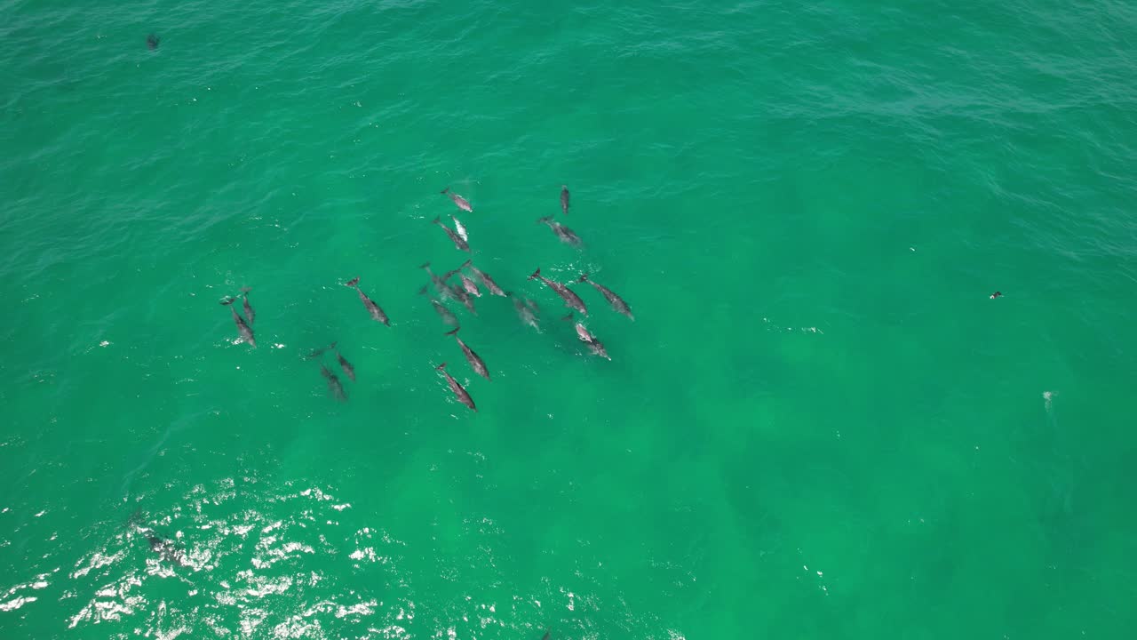 Drone Shot Of Bottlenose Dolphins In Turquoise Seascape In NSW, Australia