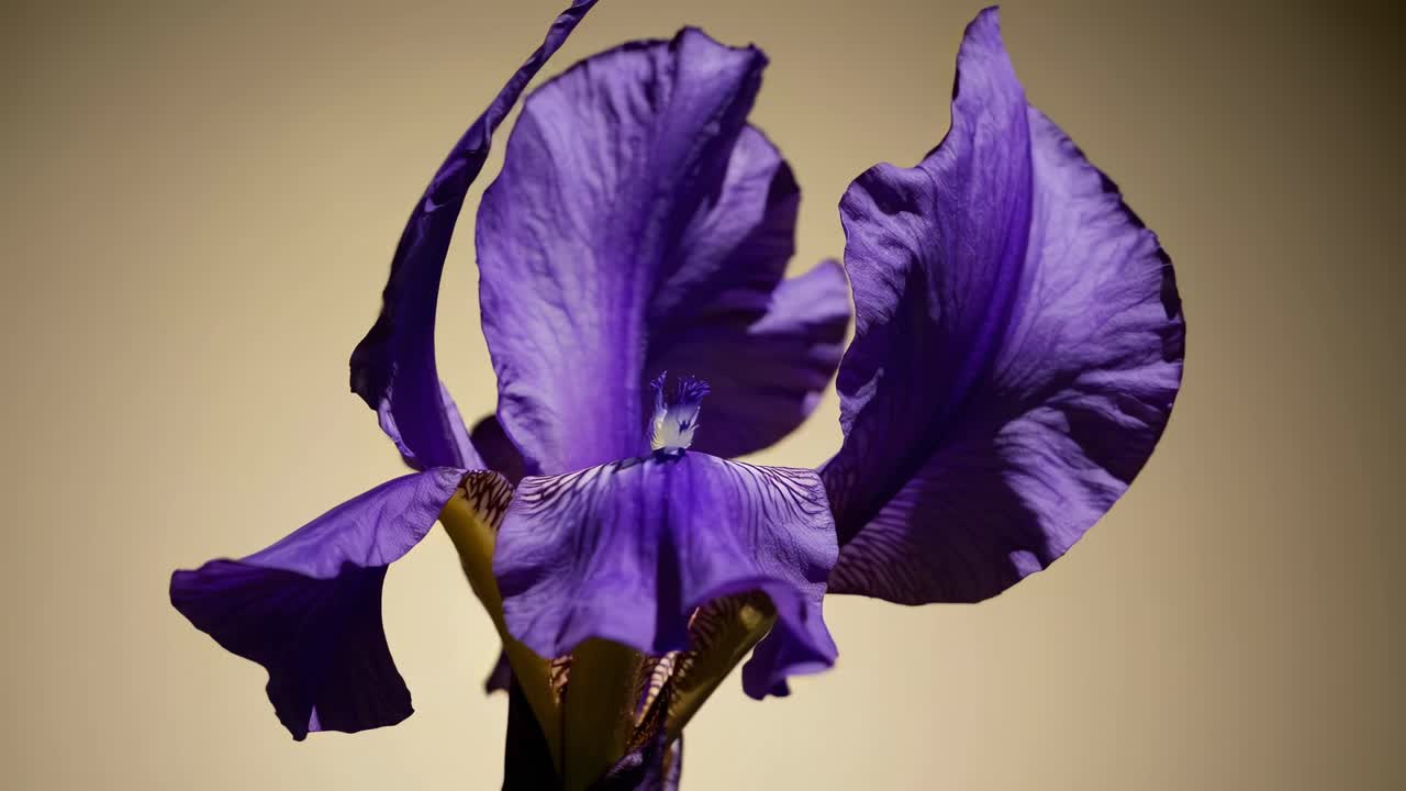 Close-up video van een paarse irisbloem tegen een neutrale achtergrond, opgenomen vanuit een laag standpunt.