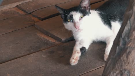 cat relaxing on some exposed floorboards 2