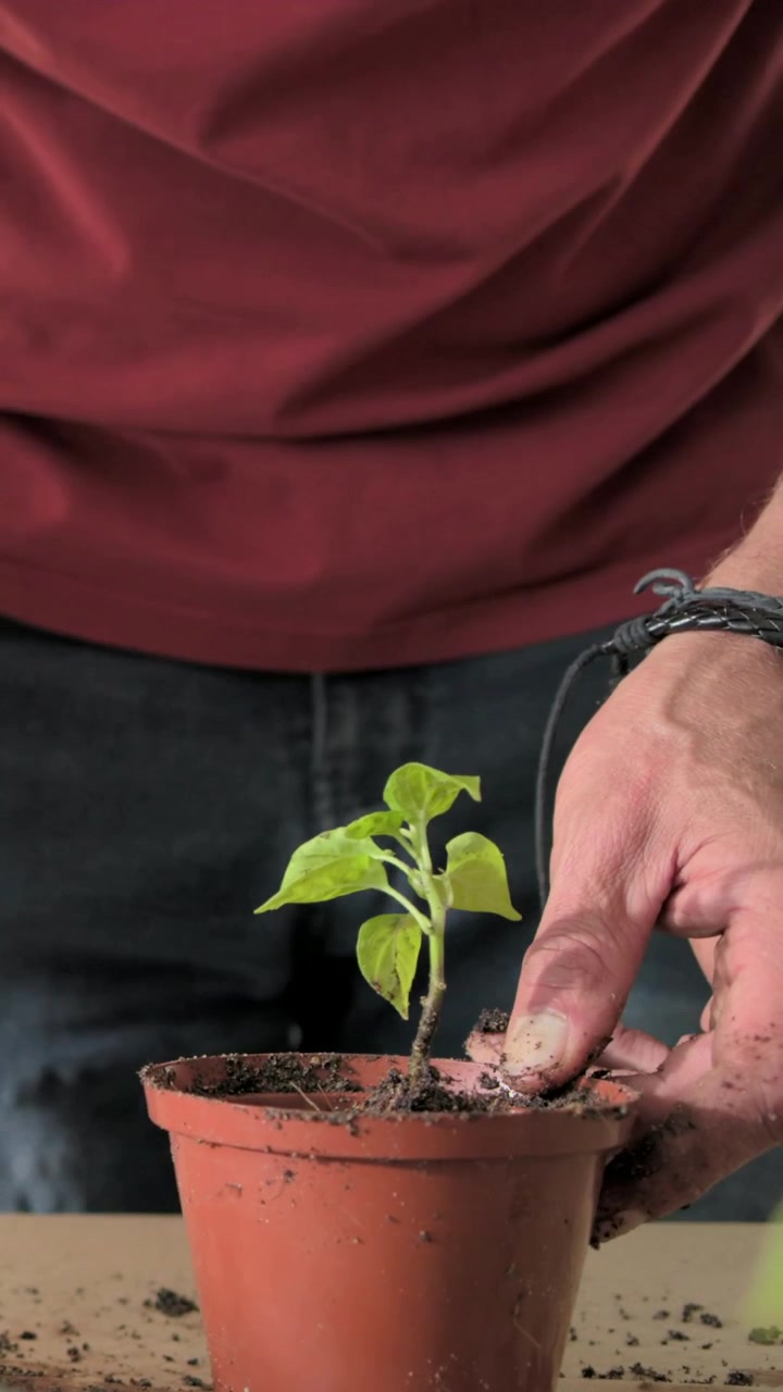 Video vertical: Comenzando con una bandeja de semillas, hombre con camiseta roja plantando una plántula en casa usando una maceta de barro.