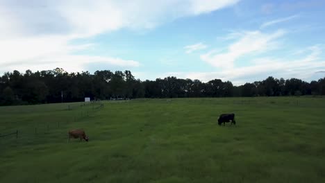 Drohne-Fegt-Tiefflug-Auf-Einem-Feld-Zwischen-Zwei-Kühen