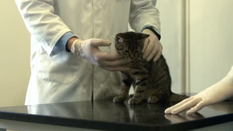 y el veterinario y la enfermera examinando al gatito