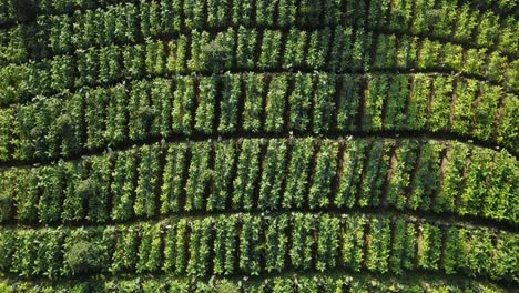 descending aerial top down: beautiful green tobacco plantation at sunset light in asia