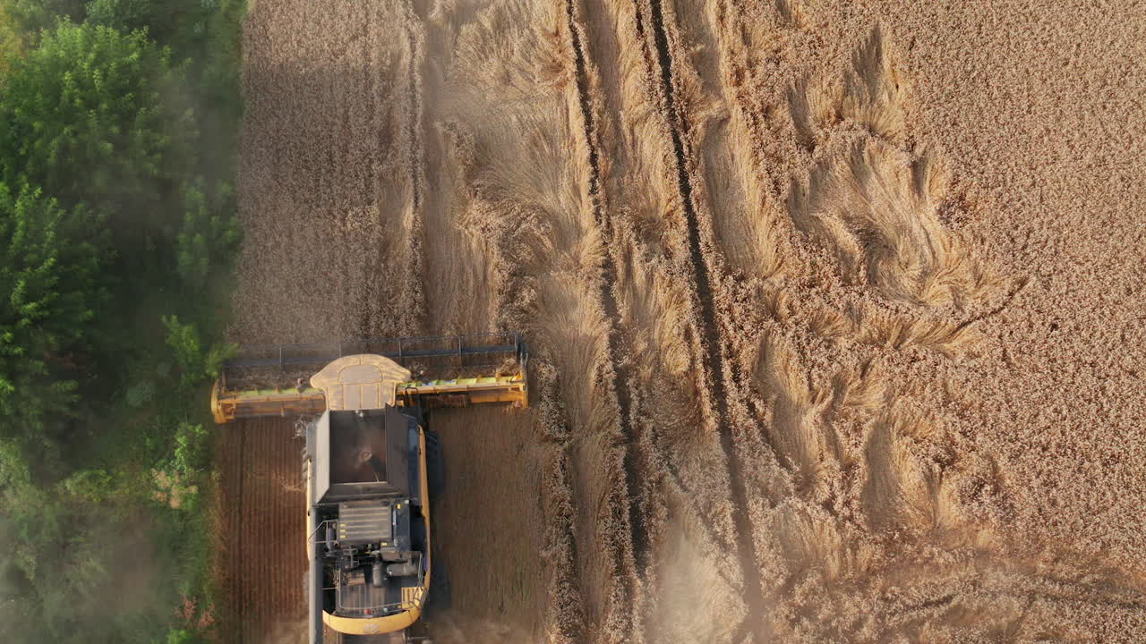 cosechadora combinada cosechando el campo de trigo