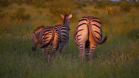 Rumps-and-wagging-tails-of-plains-zebras-grazing-in-dusking-sunlight