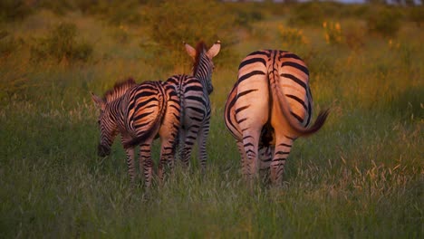 rumps and wagging tails of plains zebras grazing in dusking sunlight