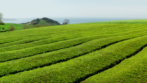 flying low over green tea plantations